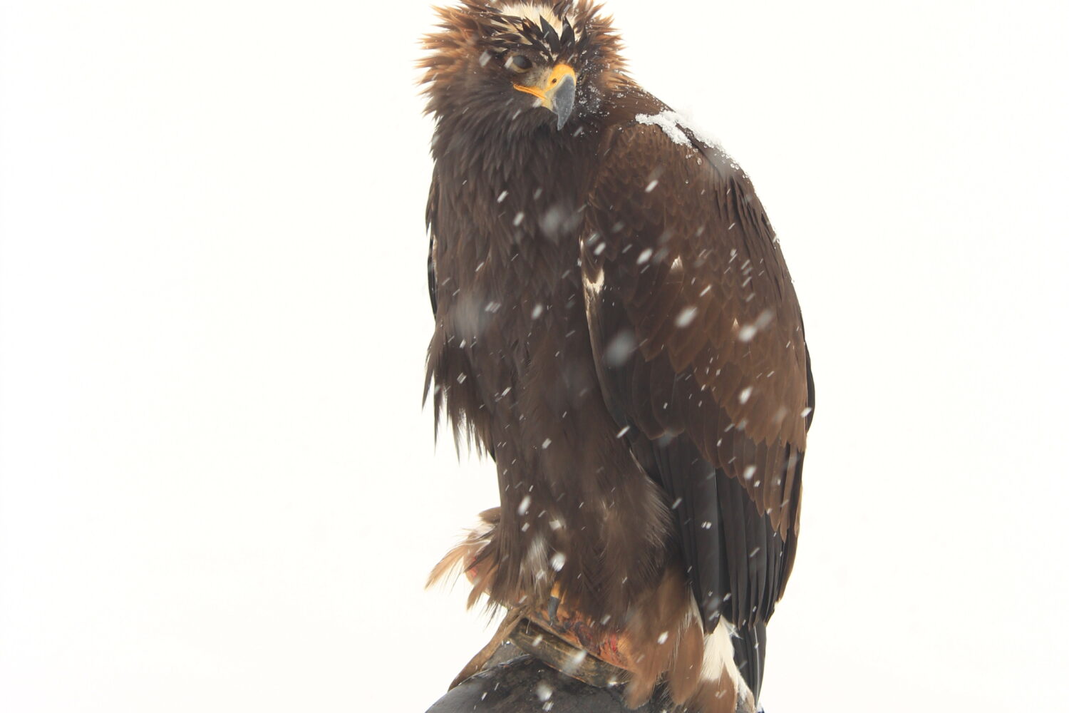 golden eagle in mongolia