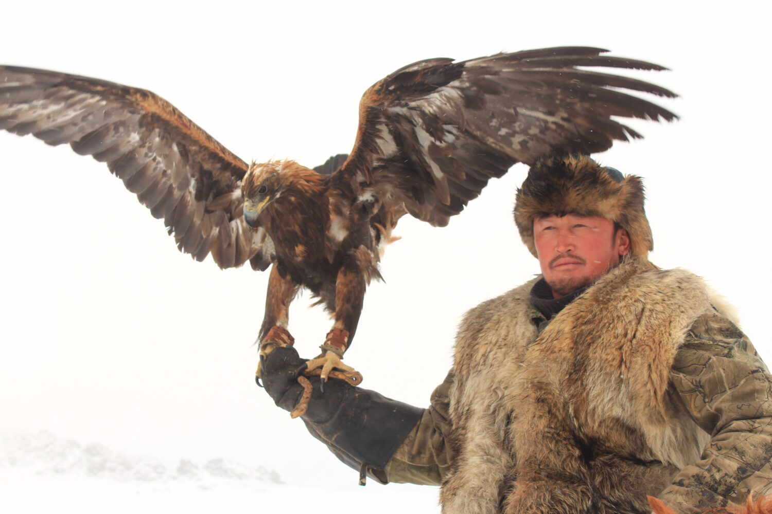 An eagle hunter in western mongolia ulgii province