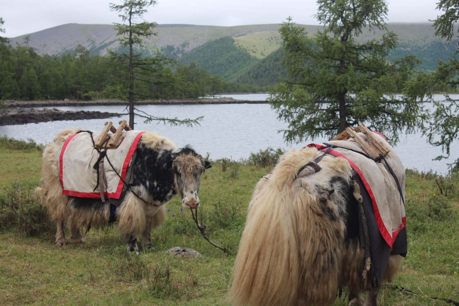 Experience the wild beauty of Mongolia from a unique perspective as you saddle up for thrilling yak rides and discover the age-old tradition of yak transportation. Our guided tours provide an authentic glimpse into the nomadic way of life, offering you the chance to explore the breathtaking Mongolian landscapes atop these gentle giants.