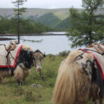 Experience the wild beauty of Mongolia from a unique perspective as you saddle up for thrilling yak rides and discover the age-old tradition of yak transportation. Our guided tours provide an authentic glimpse into the nomadic way of life, offering you the chance to explore the breathtaking Mongolian landscapes atop these gentle giants.