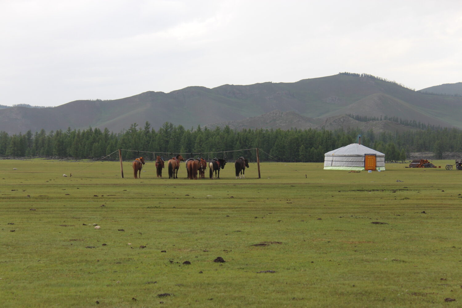 mongolian ger nomad family horses