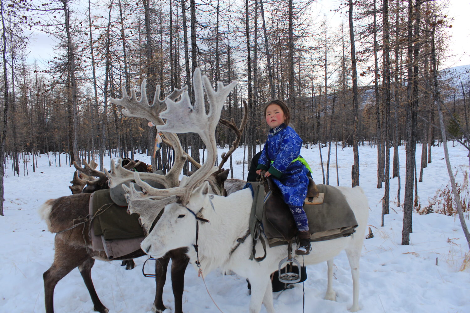 Tsaatan people reindeer herder girl riding a reindeer