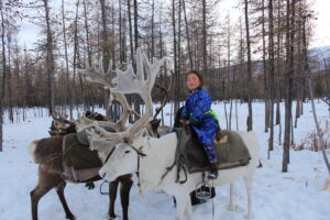 tsaatan people reindeer herder girl riding a reindeer