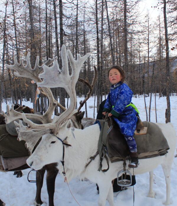 Tsaatan people reindeer herder girl riding a reindeer