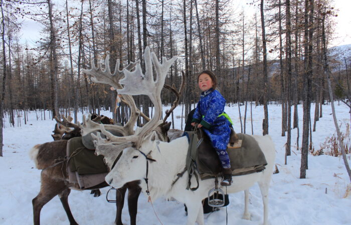 Tsaatan people reindeer herder girl riding a reindeer