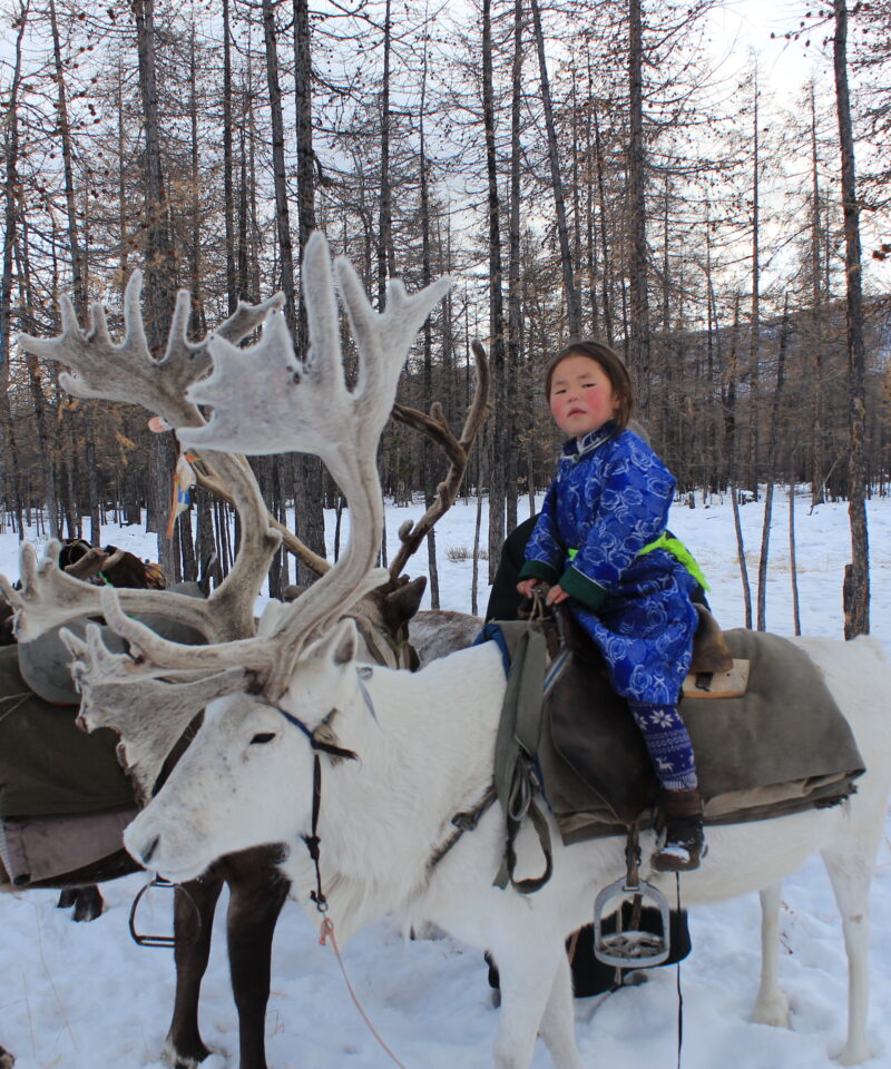 Tsaatan people reindeer herder girl riding a reindeer