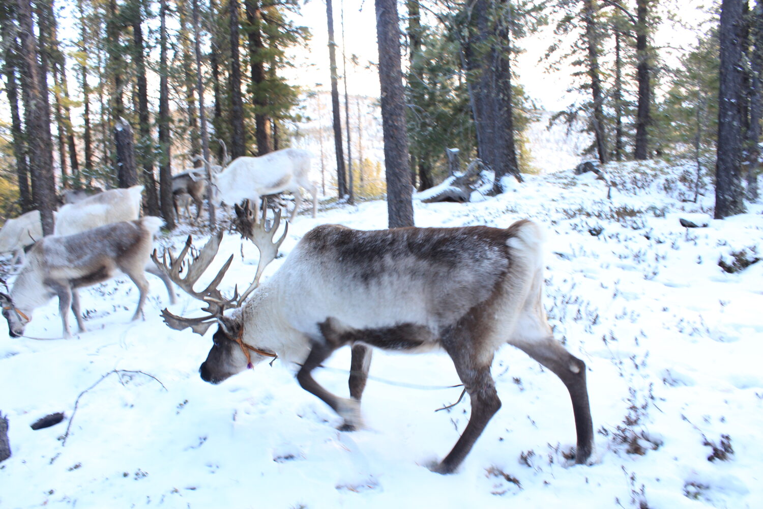 A reindeer in western Taiga Forest, Khuvsgul, Mongolia