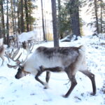 A reindeer in western Taiga Forest, Khuvsgul, Mongolia