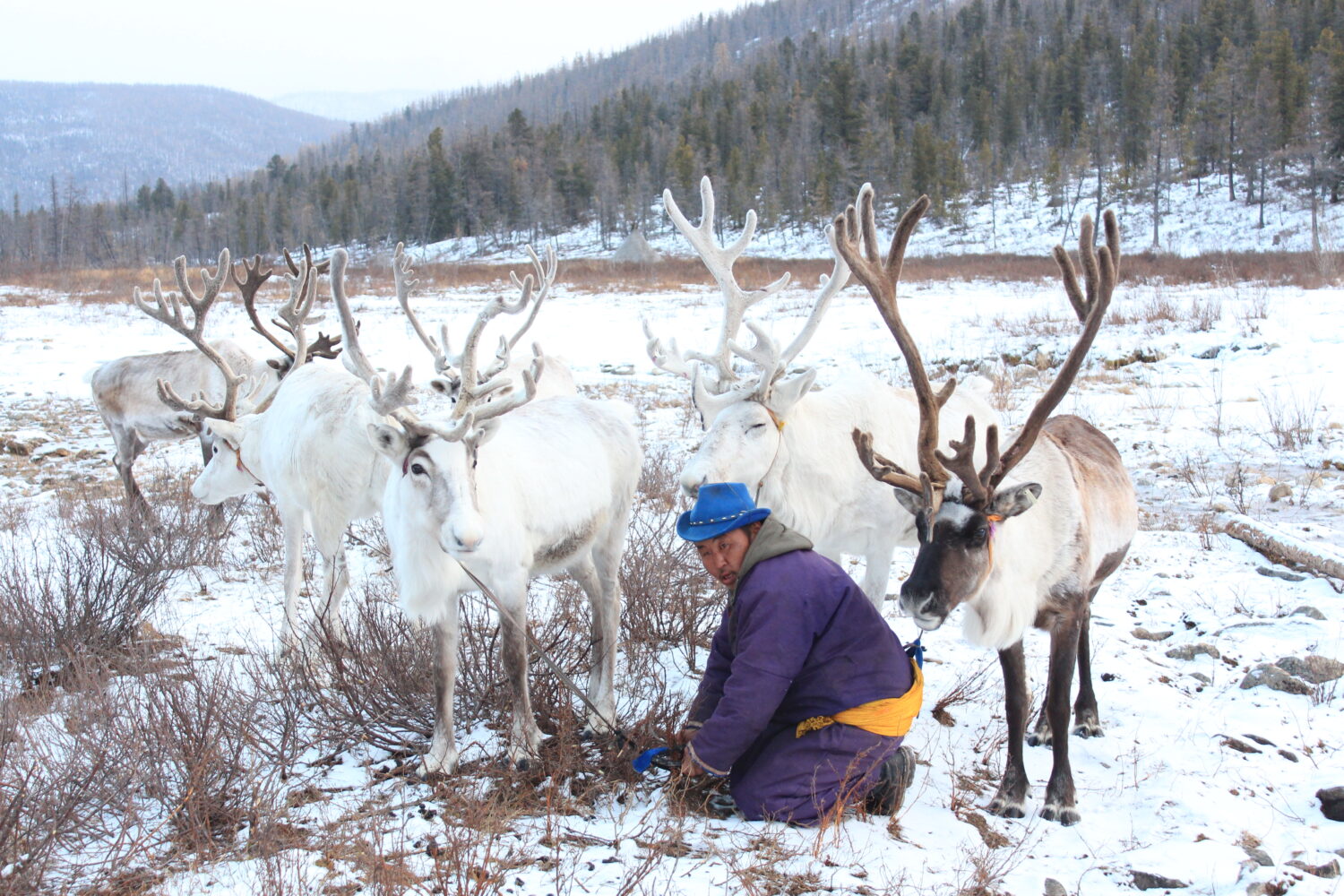 A tsaatan man tying his reindeer from a bush