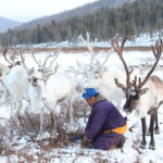 A tsaatan man tying his reindeer from a bush