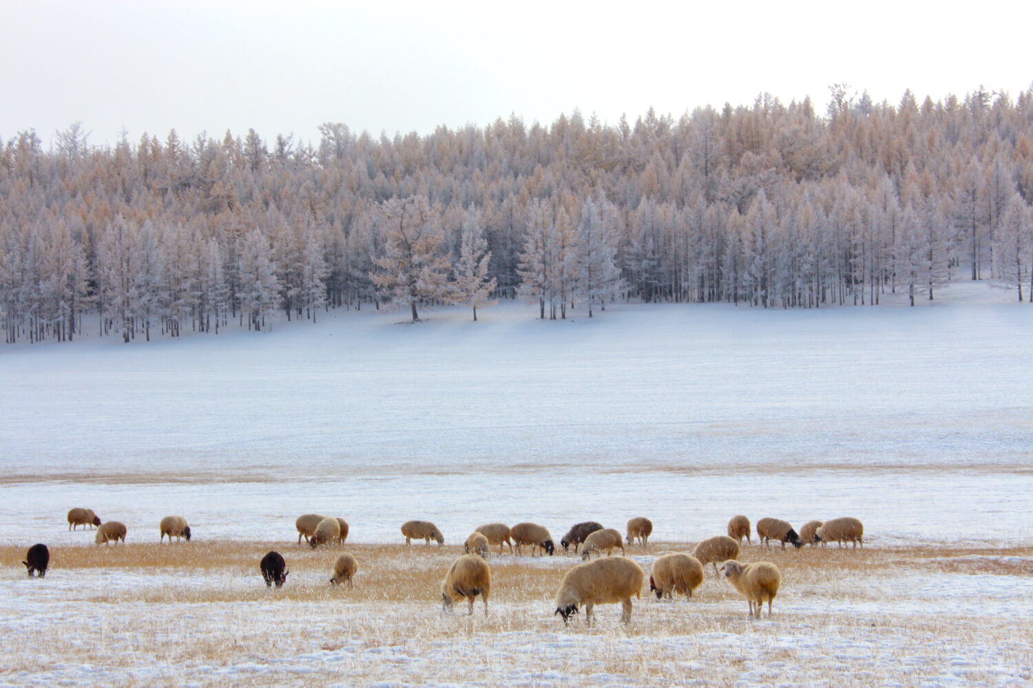 Mongolian winter trip