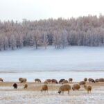 Mongolian winter trip