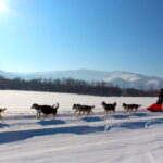 dogsledding in beautiful terelj national park in mongolia