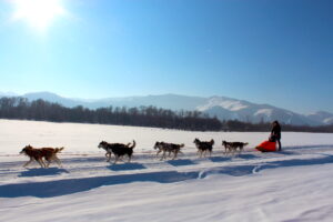 dogsledding in beautiful terelj national park in mongolia