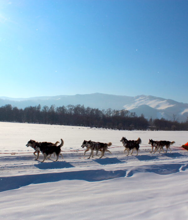 dogsledding in beautiful terelj national park in mongolia