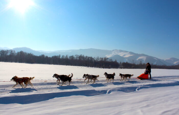 dogsledding in beautiful terelj national park in mongolia