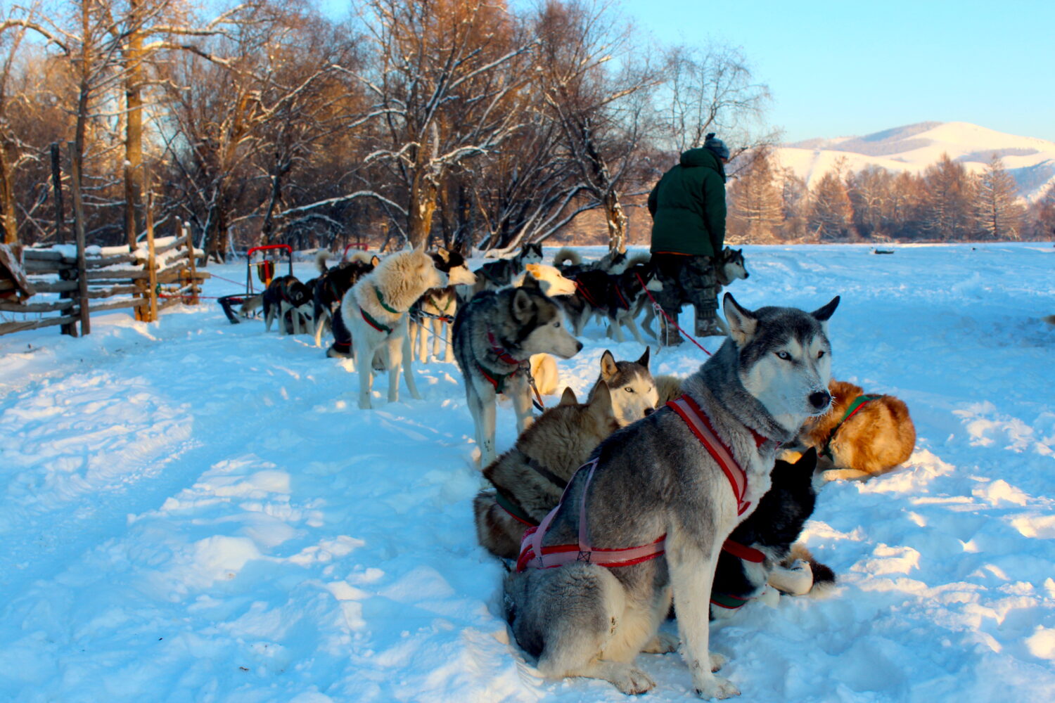 dogsledding lodge in terelj national park