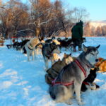 dogsledding lodge in terelj national park