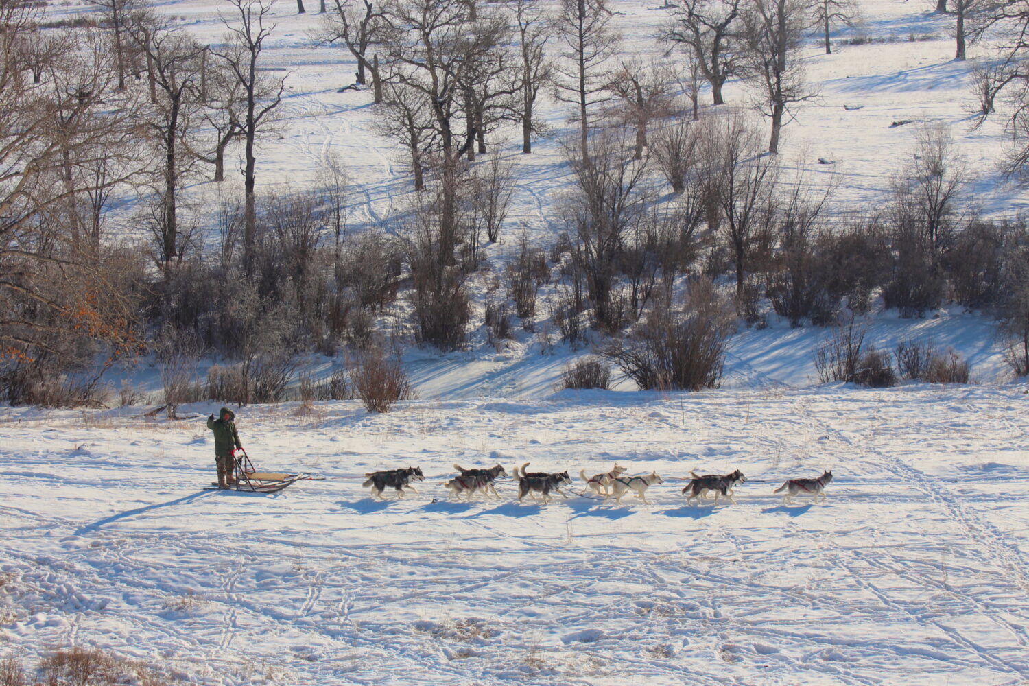 dogsledding journey in terelj national park in winter