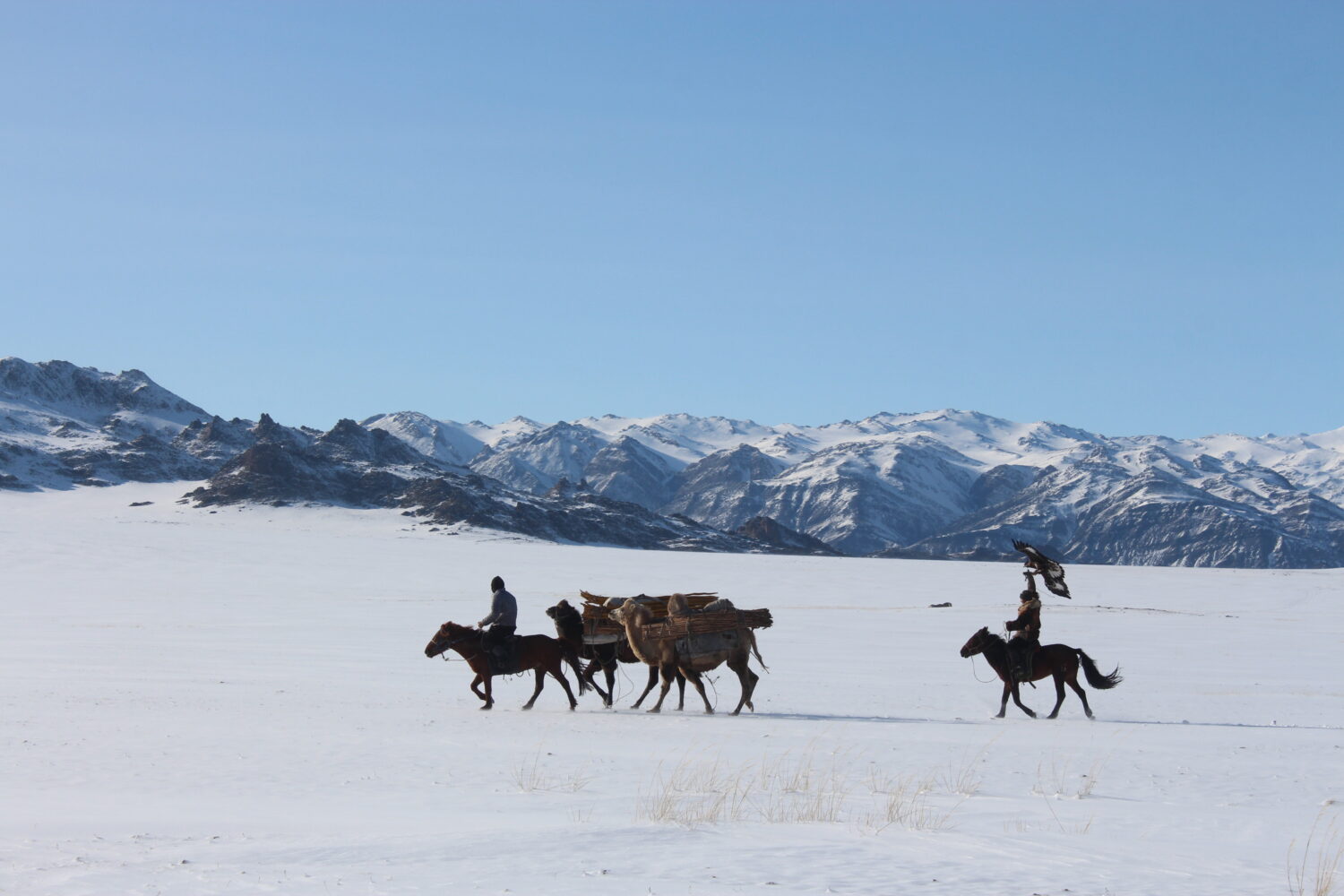 Following the caravan on horseback is an eagle hunter, a striking figure dressed in traditional winter attire made from fur and leather. The eagle hunter cradles a majestic golden eagle on his arm, a symbol of the ancient and revered tradition of falconry practiced by the Kazakh people of Western Mongolia.