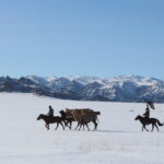 Following the caravan on horseback is an eagle hunter, a striking figure dressed in traditional winter attire made from fur and leather. The eagle hunter cradles a majestic golden eagle on his arm, a symbol of the ancient and revered tradition of falconry practiced by the Kazakh people of Western Mongolia.