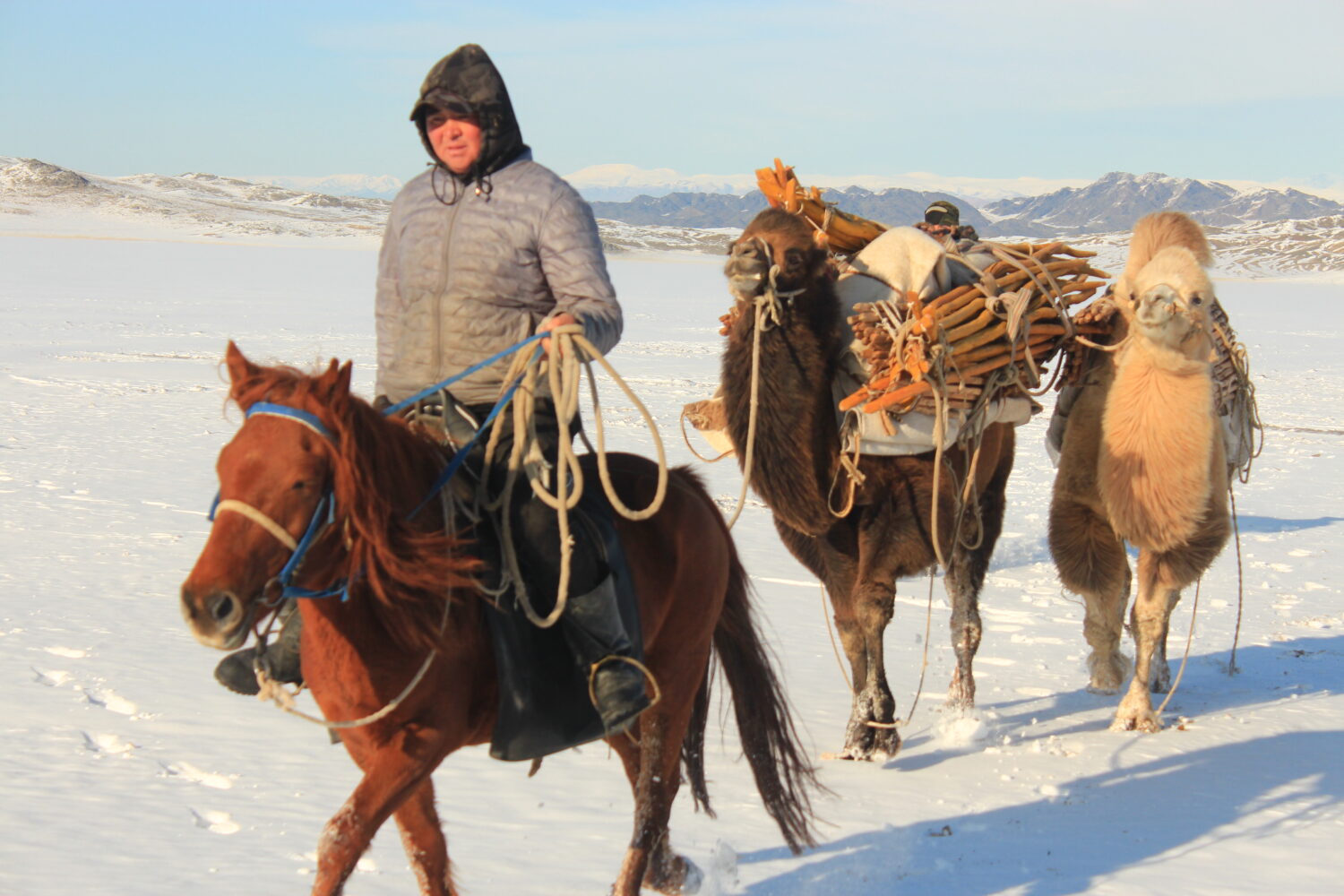 winter migration in western mongolia with camel caravan