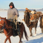 winter migration in western mongolia with camel caravan